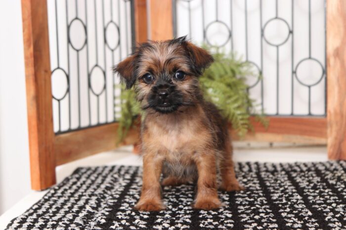 Sailor- Spunky Little Male Shorkie Puppy - Image 3