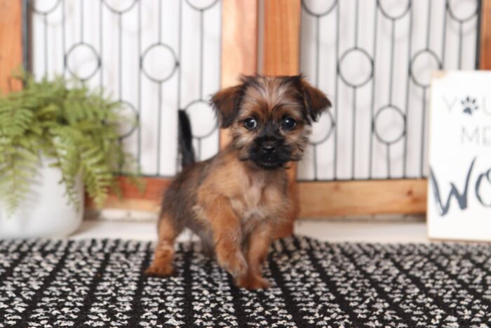 Sailor- Spunky Little Male Shorkie Puppy - Image 4