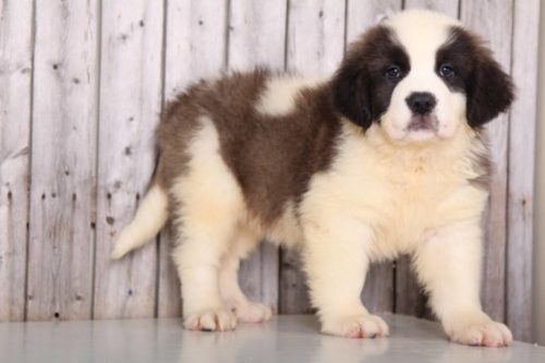 Saint Bernard