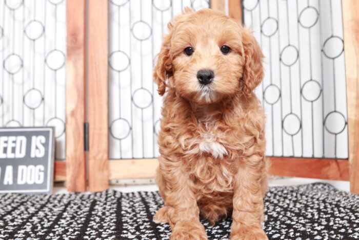 Salem- Loving Red F1B Male Aussie-Poo Puppy - Image 4