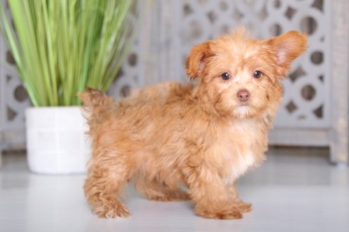 Yorkie Poo