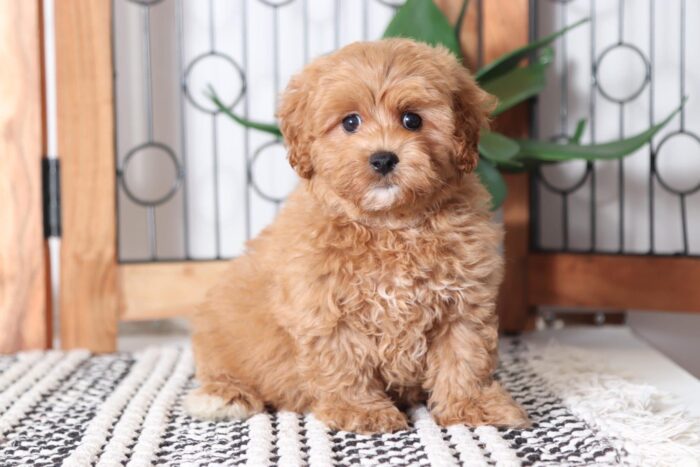 Sandy - Amazing Little Red F1B Female Poochon Puppy