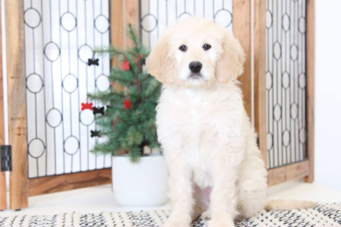 Sandy- Sweet Female Goldendoodle Puppy