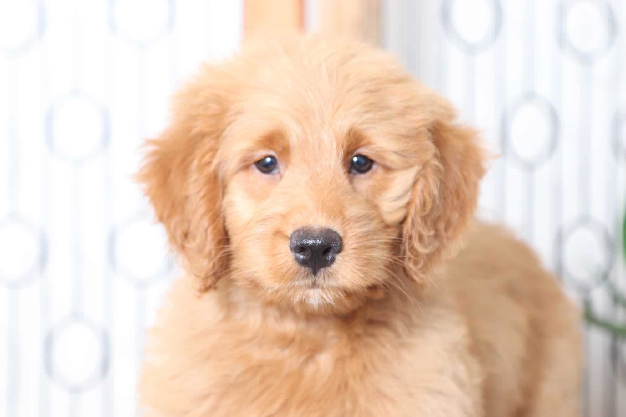 Sandy - Beautiful Female Mini Goldendoodle Puppy - Image 2