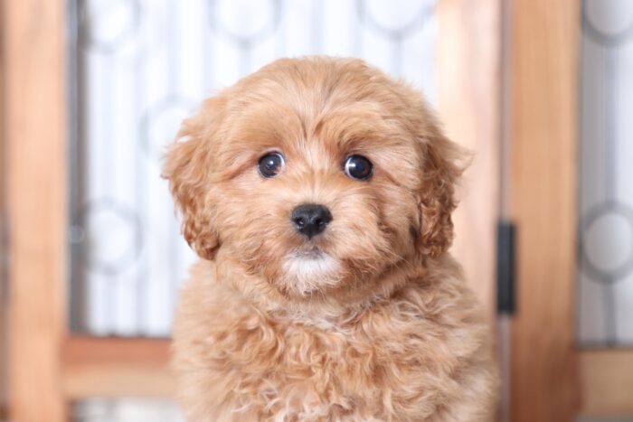 Sandy - Amazing Little Red F1B Female Poochon Puppy - Image 2