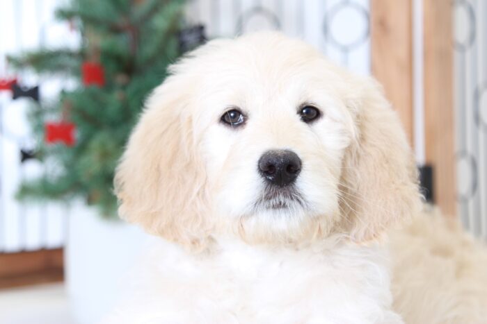 Sandy- Sweet Female Goldendoodle Puppy - Image 2