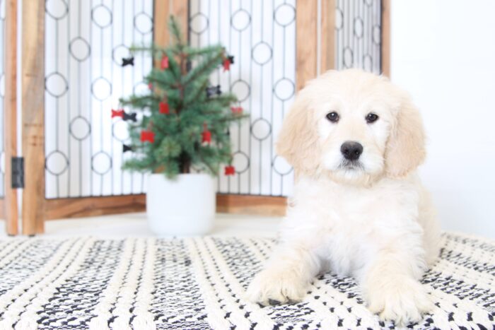 Sandy- Sweet Female Goldendoodle Puppy - Image 5