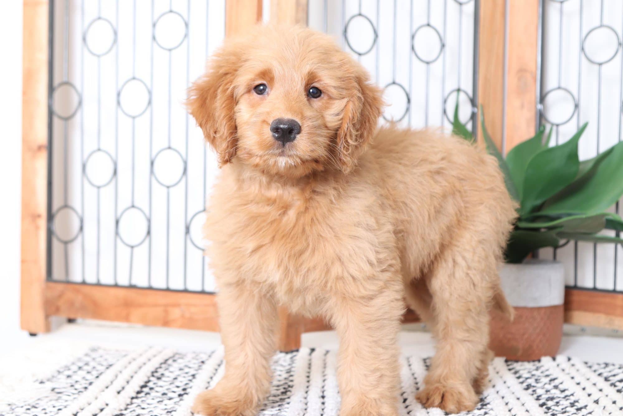 Sandy - Beautiful Female Mini Goldendoodle Puppy - Image 3