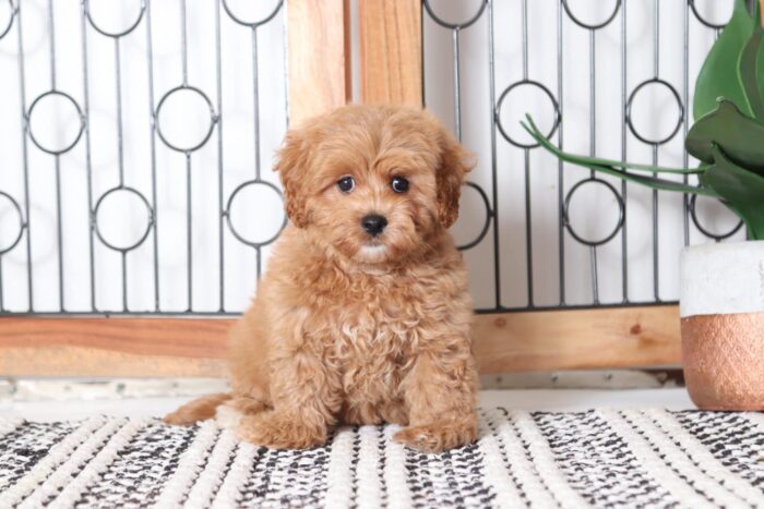 Sandy - Amazing Little Red F1B Female Poochon Puppy - Image 3
