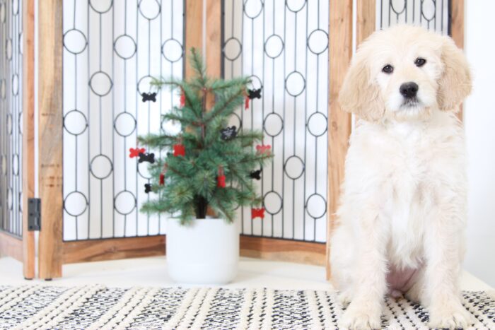 Sandy- Sweet Female Goldendoodle Puppy - Image 4