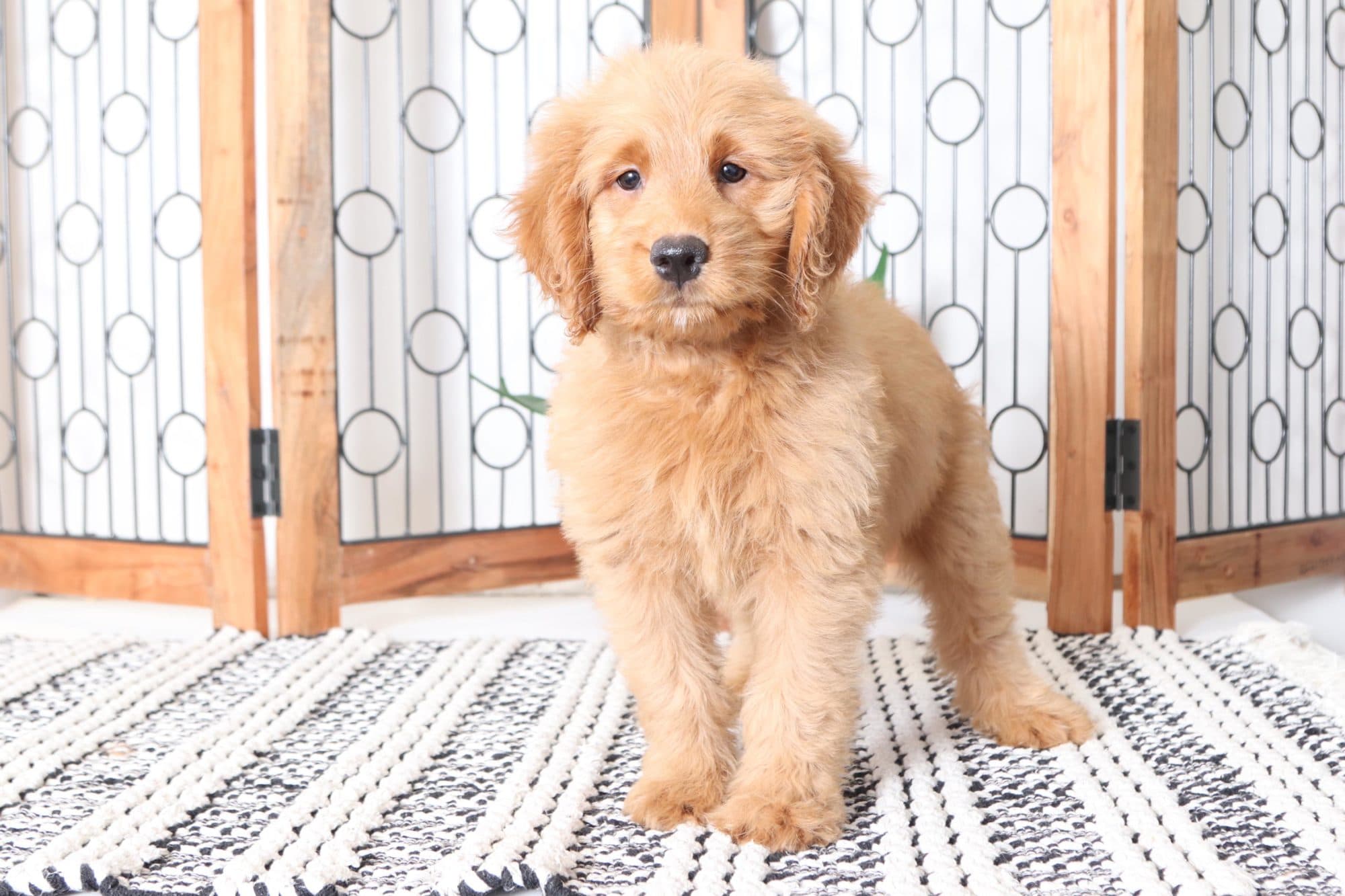 Sandy - Beautiful Female Mini Goldendoodle Puppy - Image 4
