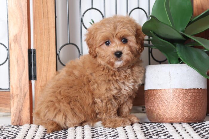 Sandy - Amazing Little Red F1B Female Poochon Puppy - Image 4
