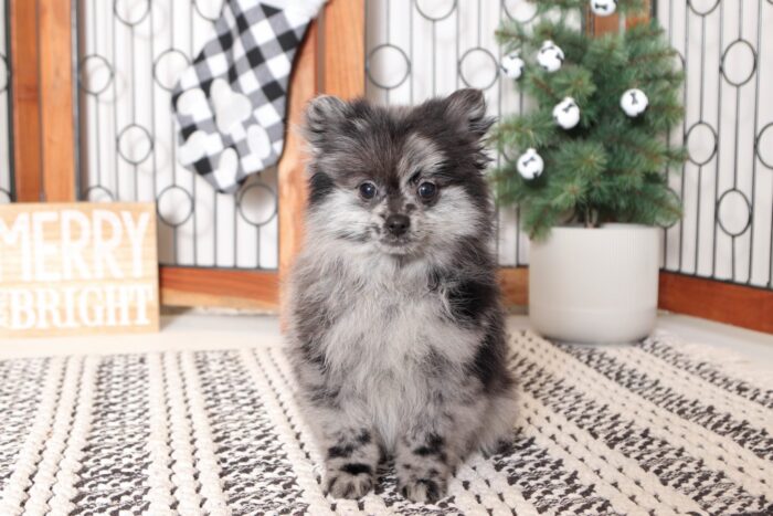 Sapphire - Perfect Little BLUE ACA Female Pomeranian Puppy