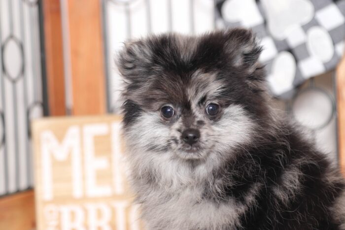 Sapphire - Perfect Little BLUE ACA Female Pomeranian Puppy - Image 2