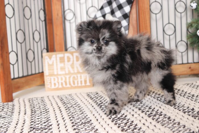 Sapphire - Perfect Little BLUE ACA Female Pomeranian Puppy - Image 3
