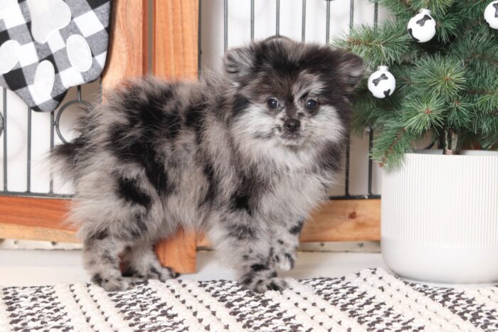 Sapphire - Perfect Little BLUE ACA Female Pomeranian Puppy - Image 4