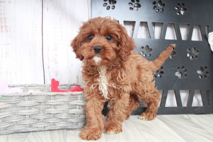 Sarah - Cutest Red Female Cavapoo Puppy - Image 5