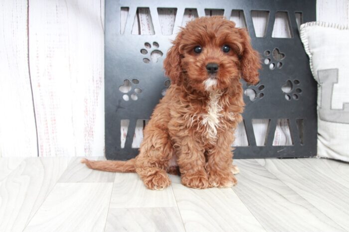 Sarah - Cutest Red Female Cavapoo Puppy - Image 4