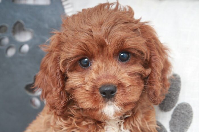Sarah - Cutest Red Female Cavapoo Puppy - Image 3