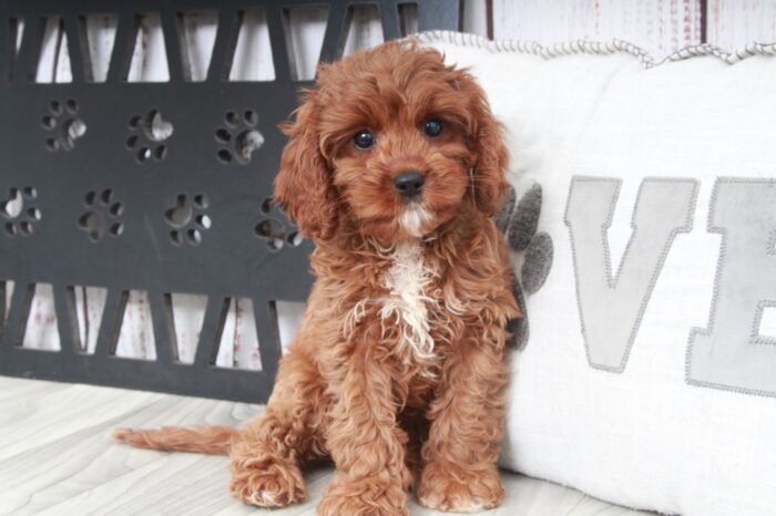 Sarah - Cutest Red Female Cavapoo Puppy