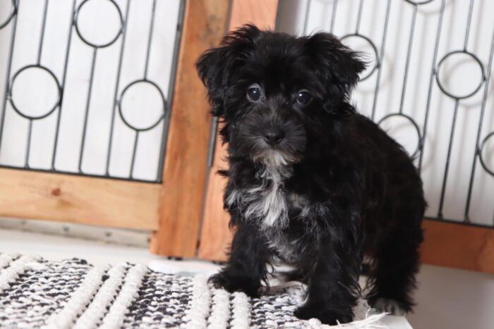 Sassy - Adorable Little Female Yochon