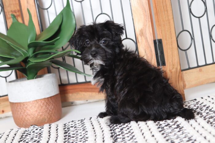 Sassy - Adorable Little Female Yochon - Image 4