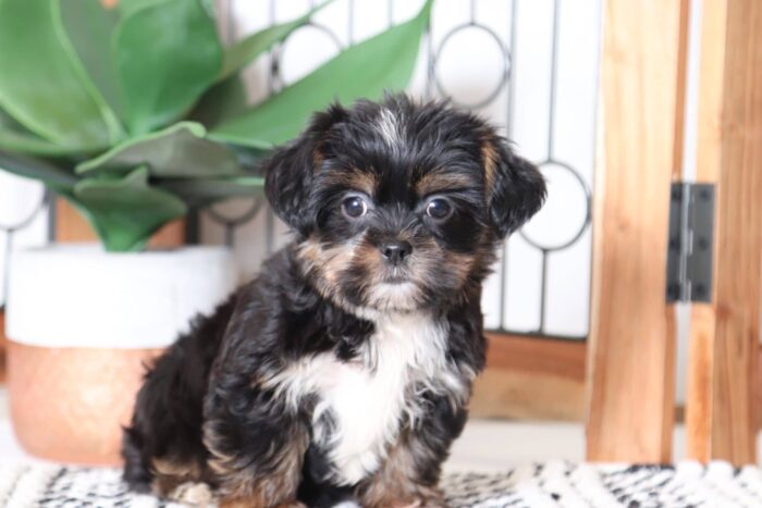 Sawyer - Fun Male Shorkie Puppy