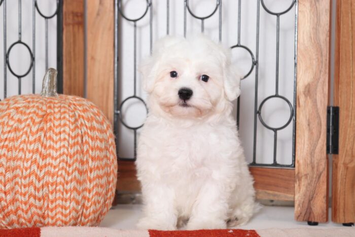 Sawyer - Amazing Little Male Bichon Puppy