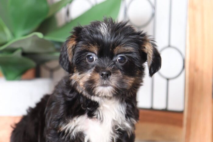 Sawyer - Fun Male Shorkie Puppy - Image 2