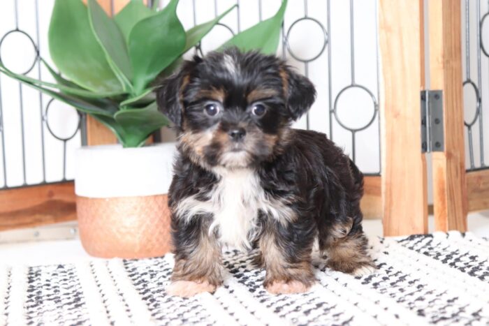 Sawyer - Fun Male Shorkie Puppy - Image 3