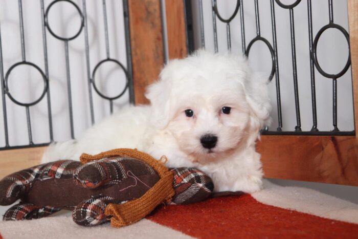 Sawyer - Amazing Little Male Bichon Puppy - Image 3