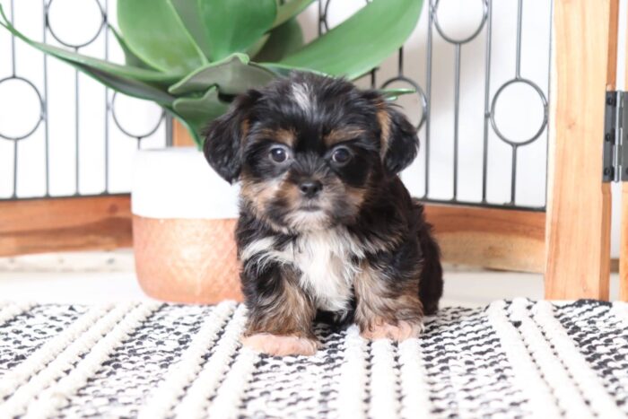 Sawyer - Fun Male Shorkie Puppy - Image 4