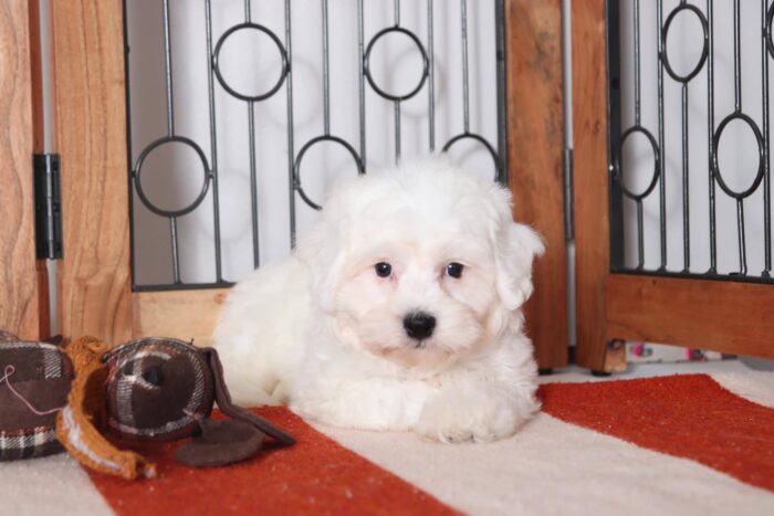 Sawyer - Amazing Little Male Bichon Puppy - Image 4