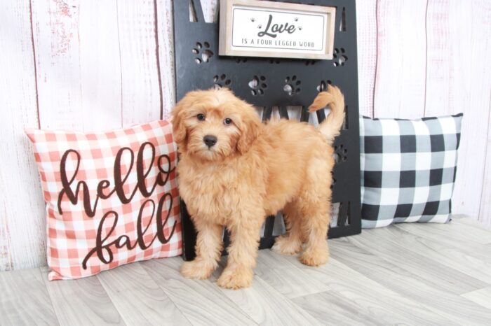 Scarlet- Intelligent Female Mini Goldendoodle Puppy