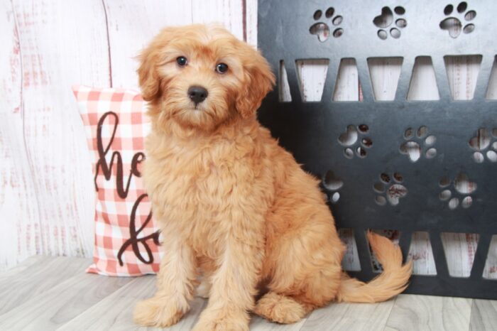 Scarlet- Intelligent Female Mini Goldendoodle Puppy - Image 2