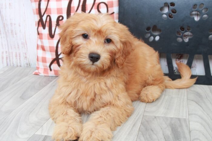Scarlet- Intelligent Female Mini Goldendoodle Puppy - Image 5