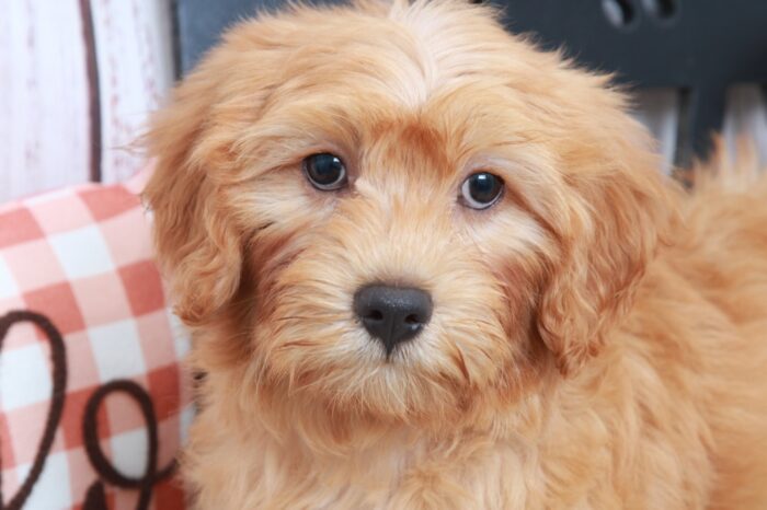 Scarlet- Intelligent Female Mini Goldendoodle Puppy - Image 3