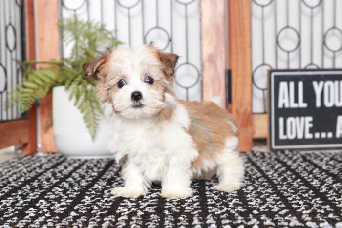 Scott - Cool Little Male ACA Havanese Puppy