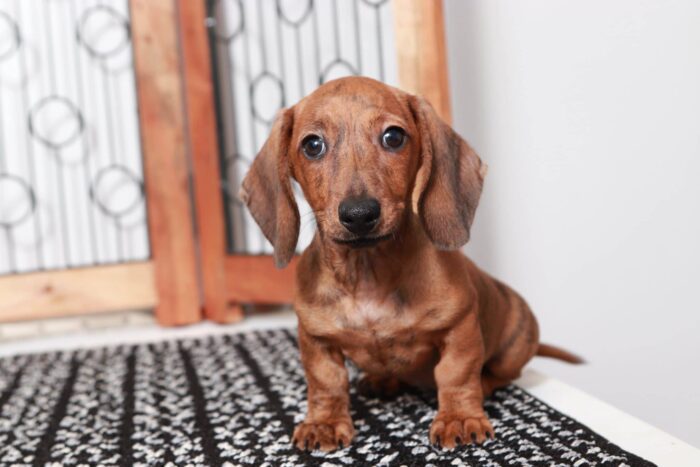Scott - Great Little Male ACA Brindle Dachshund Puppy