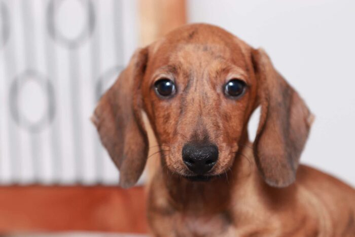 Scott - Great Little Male ACA Brindle Dachshund Puppy - Image 2