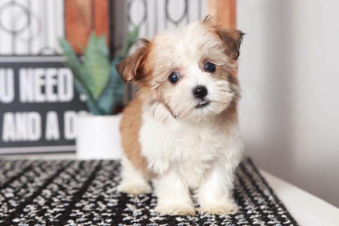 Scott - Cool Little Male ACA Havanese Puppy - Image 2