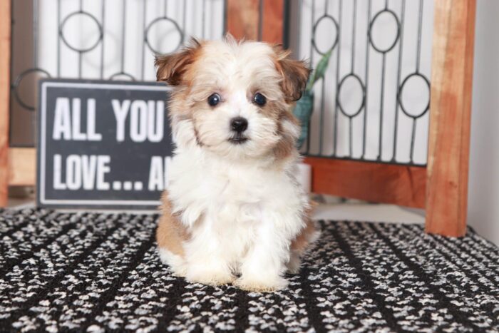 Scott - Cool Little Male ACA Havanese Puppy - Image 3