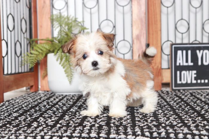 Scott - Cool Little Male ACA Havanese Puppy - Image 4