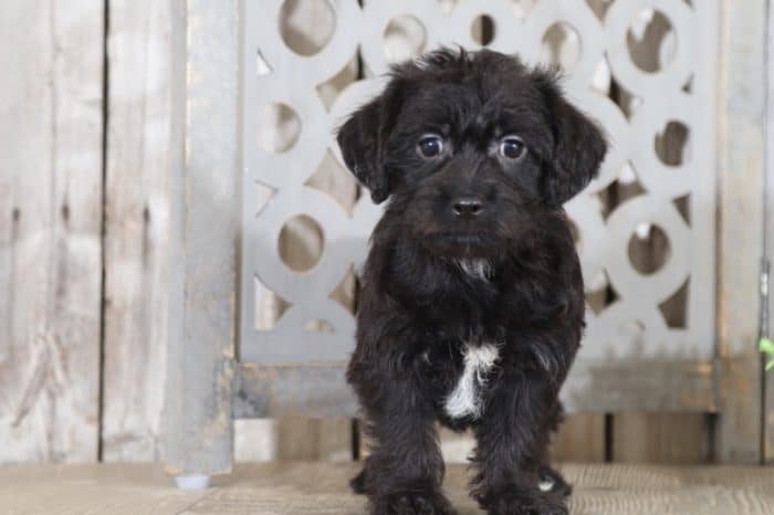 Scottie - Charming Yochon Puppy
