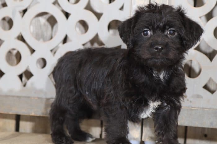 Scottie - Charming Yochon Puppy - Image 4