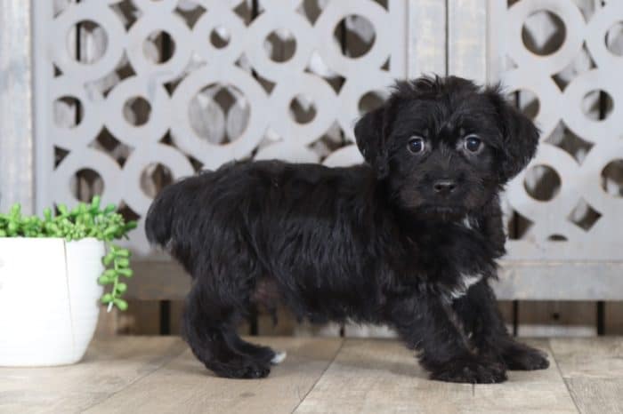 Scottie - Charming Yochon Puppy - Image 3