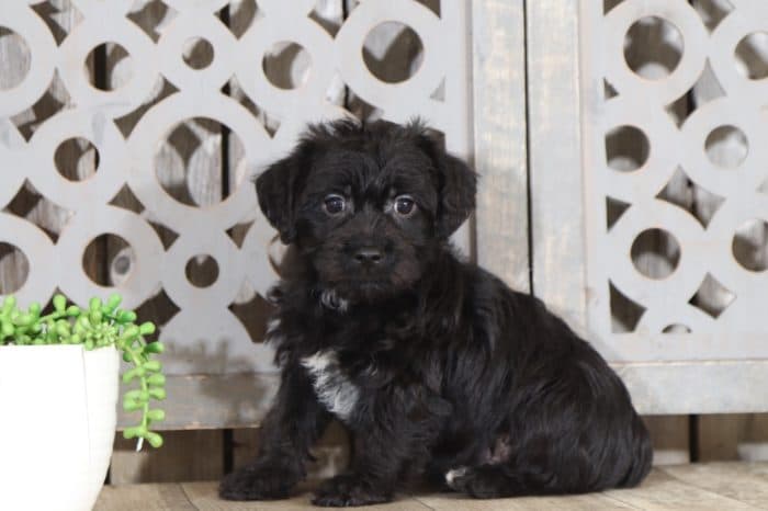 Scottie - Charming Yochon Puppy - Image 2