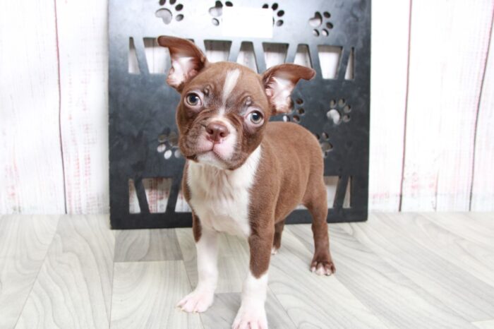 Scotty - Handsome ACA Male Boston Terrier Puppy