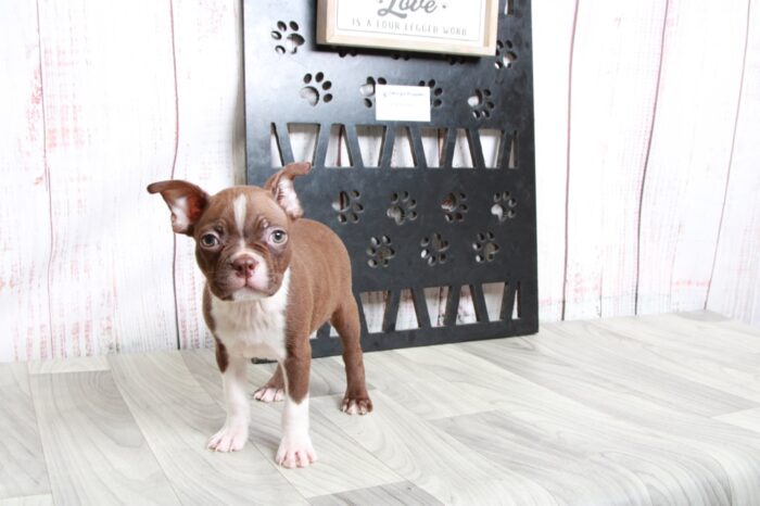 Scotty - Handsome ACA Male Boston Terrier Puppy - Image 2