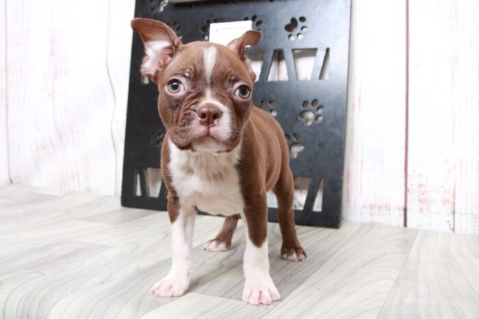 Scotty - Handsome ACA Male Boston Terrier Puppy - Image 5